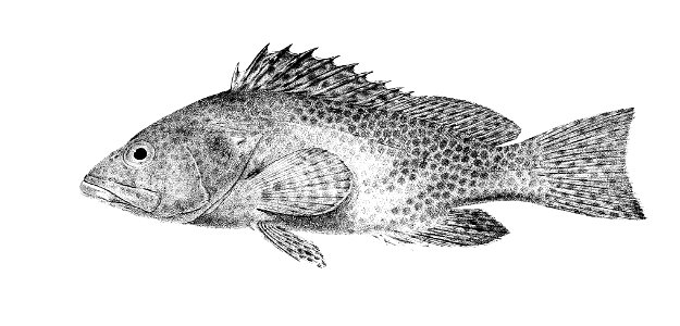 Serranus areolatus Ford 1. Free illustration for personal and commercial use.
