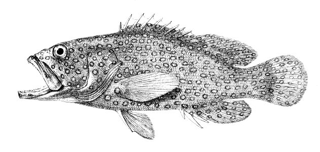 Serratus miniatus Ford 6