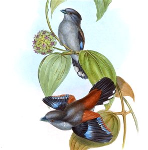 SerilophusRubropygiusGould (cropped)