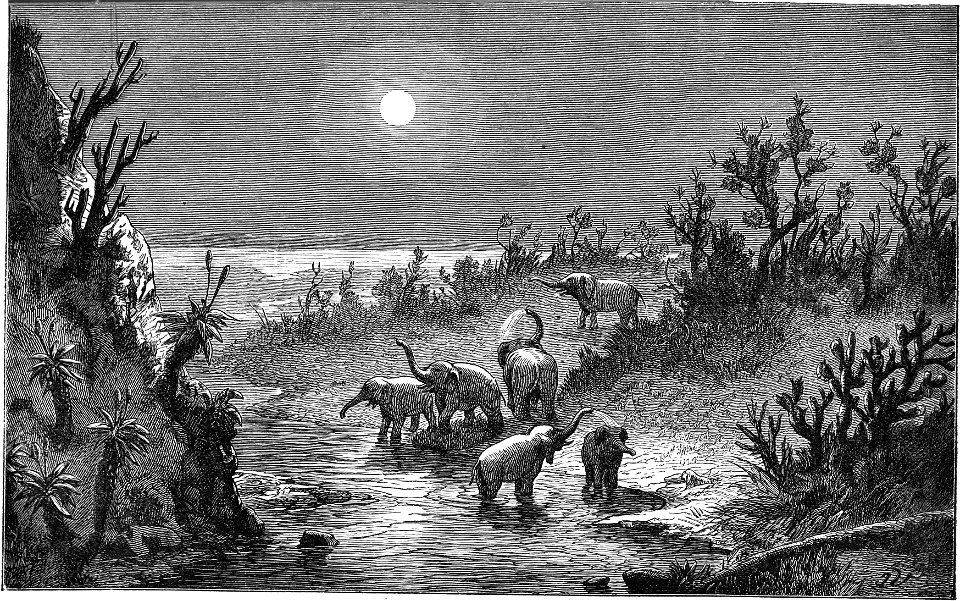 Seven Years in South Africa, page 28, elephants on the Sundays River