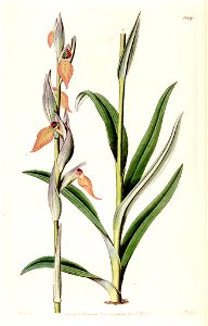 Serapias cordigera - Bot. Reg. 14 pl. 1189 (1828)