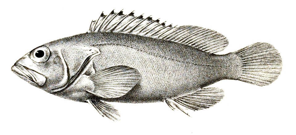 Serranus fasciatus Ford 3