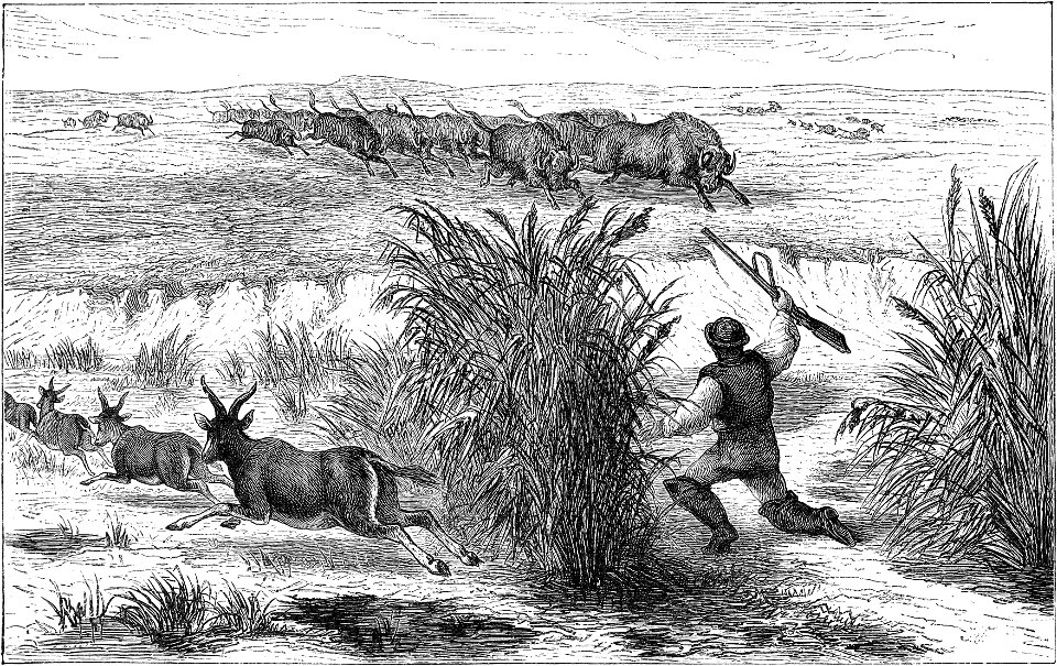 Seven Years in South Africa, page 156, herd of gnus
