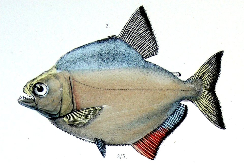 Serrasalmus serrulatus