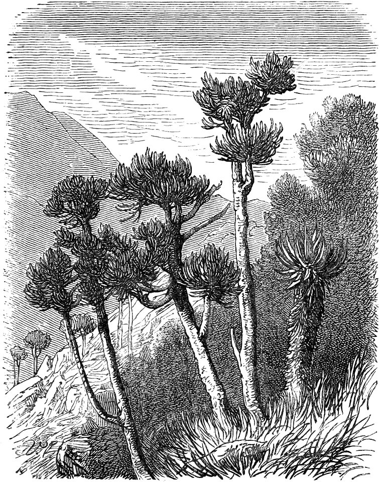 Seven Years in South Africa, page 17, Euphorbia trees