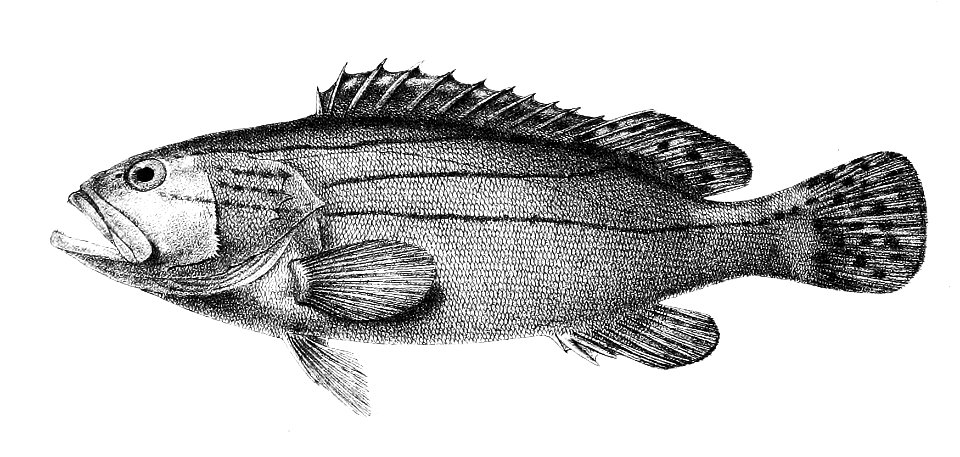 Serranus grammicus Ford 5