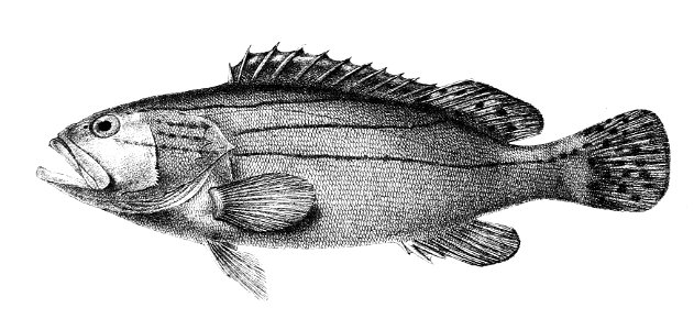 Serranus grammicus Ford 5. Free illustration for personal and commercial use.
