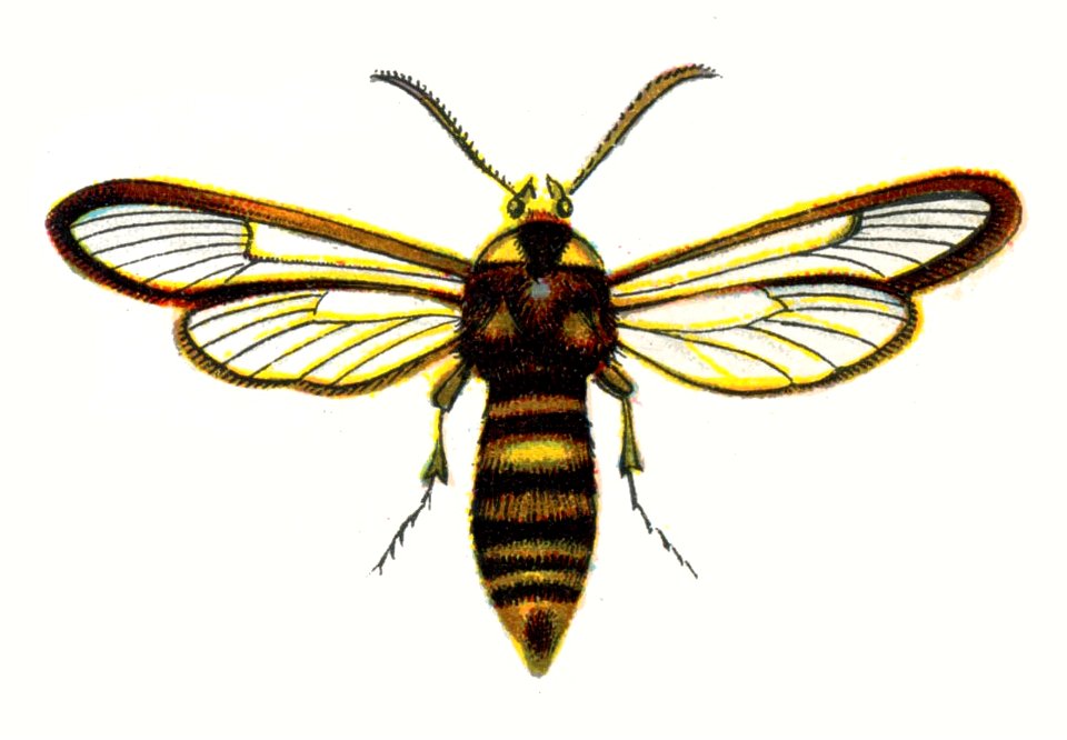 Sesia apiformis par Nemos