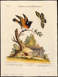 Setophaga ruticilla - 1700-1880 - Print - Iconographia Zoologica - Special Collections University of Amsterdam - UBA01 IZ16300071