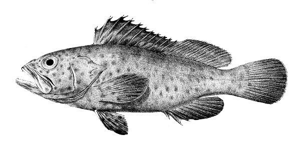 Serranus maculatus Ford 2. Free illustration for personal and commercial use.