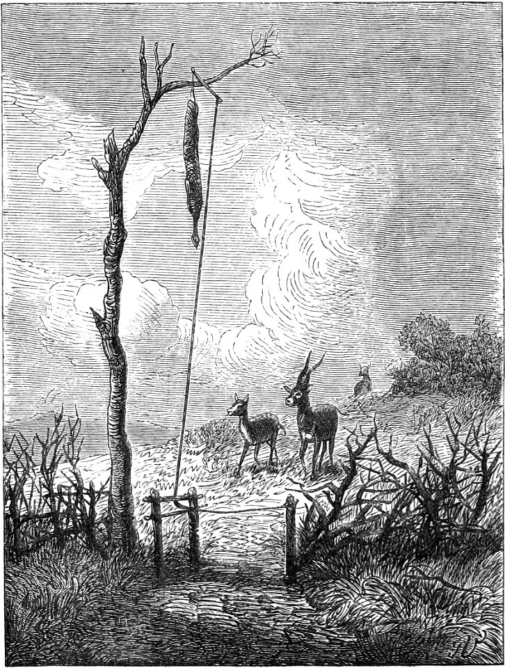Seven Years in South Africa, page 36, Antelope trap