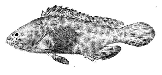Serranus merra Ford 2. Free illustration for personal and commercial use.