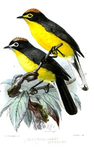 Setophaga2Keulemans