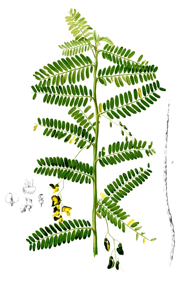 Sesbania sesban Blanco2.405-cropped