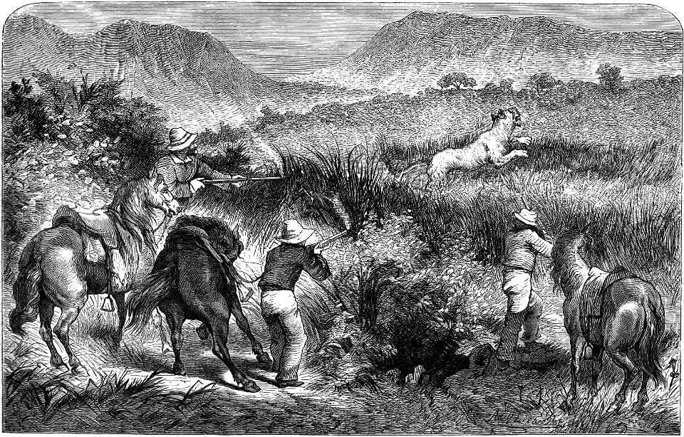 Seven Years in South Africa, page 193, lion hunt in the Maquasi hills