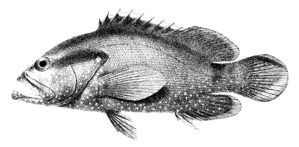 Serranus leopardus Ford 6