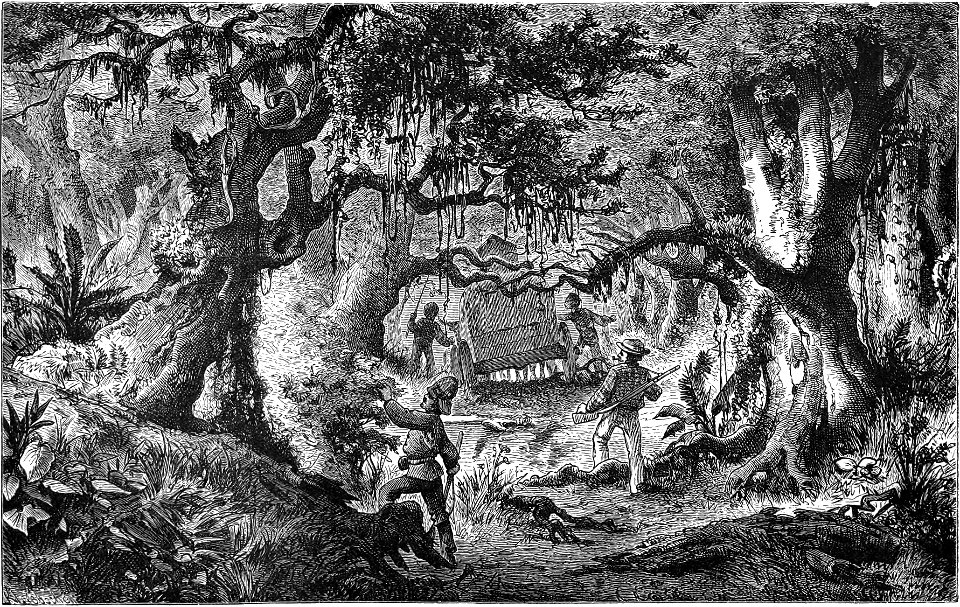 Seven Years in South Africa, page 231, woods at the foot of the Malau Heights