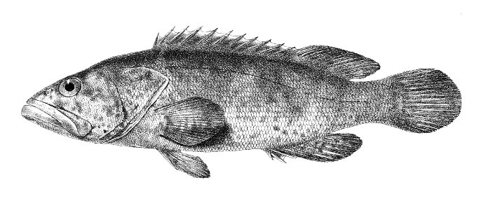 Serranus malabaricus Ford 4. Free illustration for personal and commercial use.