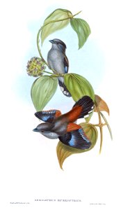 SerilophusRubropygiusGould