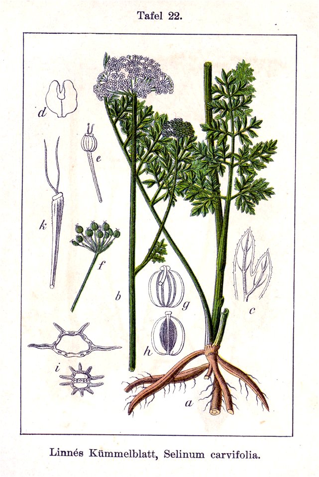 Seseli carvifolia Sturm22