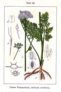 Seseli carvifolia Sturm22