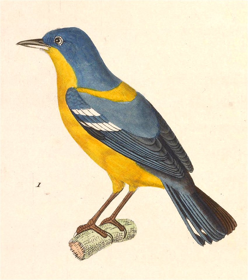 Setophaga pitiayumi pitiayumi 1838