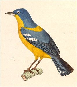 Setophaga pitiayumi pitiayumi 1838