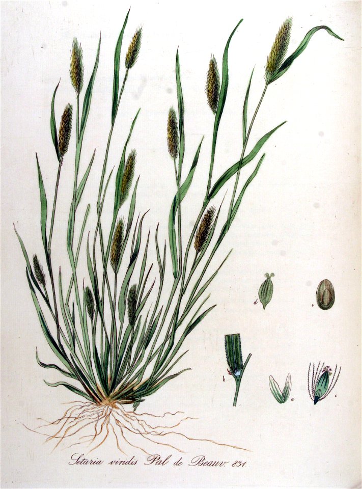 Setaria viridis — Flora Batava — Volume v11