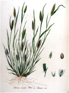Setaria viridis — Flora Batava — Volume v11
