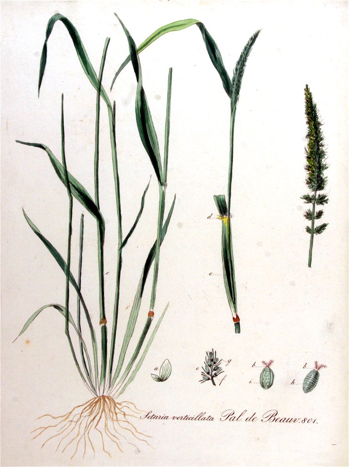 Setaria verticillata — Flora Batava — Volume v11