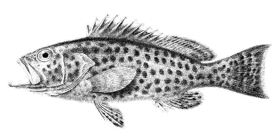 Serranus angularis Ford 5