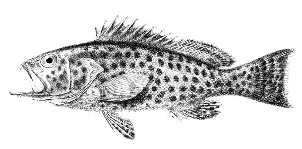 Serranus angularis Ford 5. Free illustration for personal and commercial use.