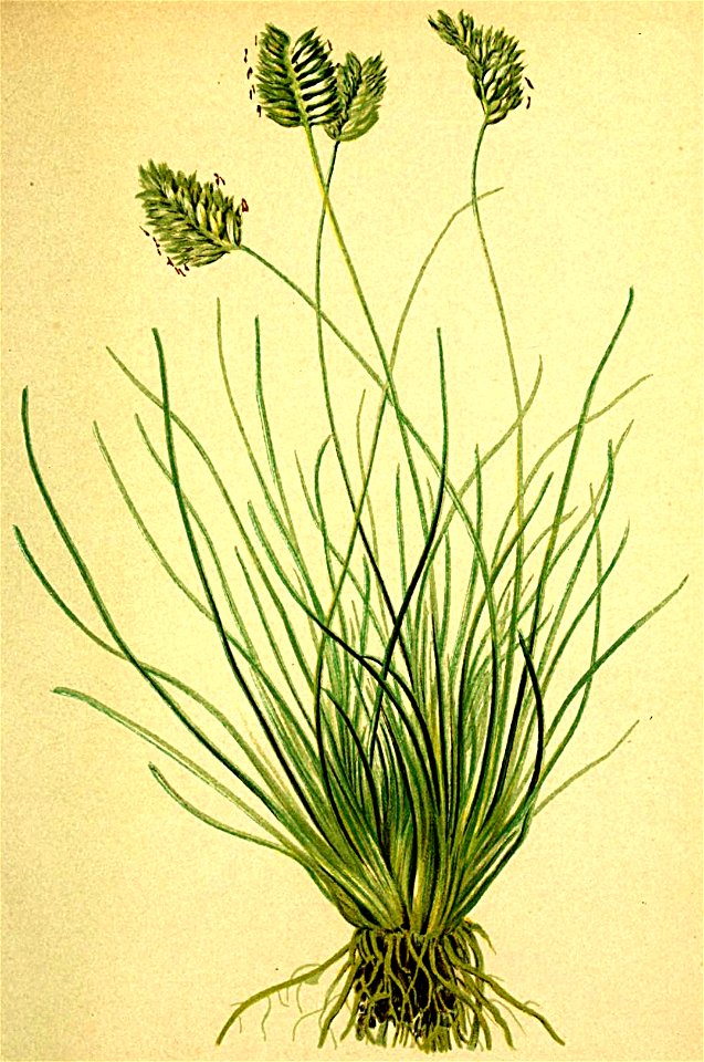 Sesleria disticha Atlas Alpenflora