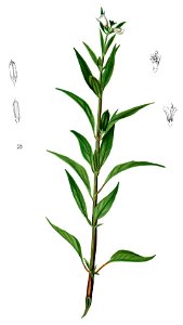 Sesamum indicum Blanco2.273-cropped