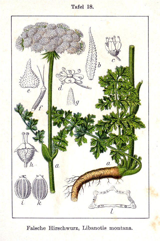 Seseli libanotis Sturm18