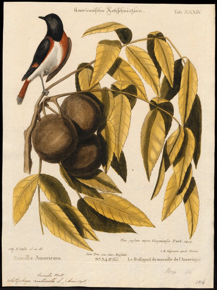 Setophaga tricolor - 1700-1880 - Print - Iconographia Zoologica - Special Collections University of Amsterdam - UBA01 IZ16300075