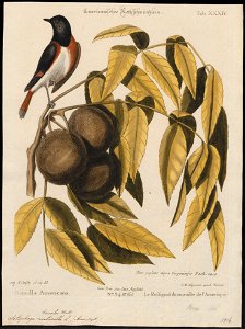 Setophaga tricolor - 1700-1880 - Print - Iconographia Zoologica - Special Collections University of Amsterdam - UBA01 IZ16300075