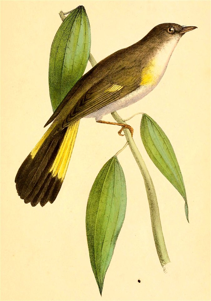 Setophaga ruticilla 1841