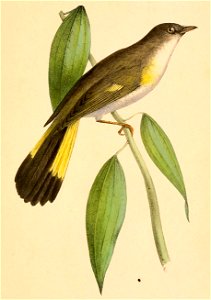 Setophaga ruticilla 1841
