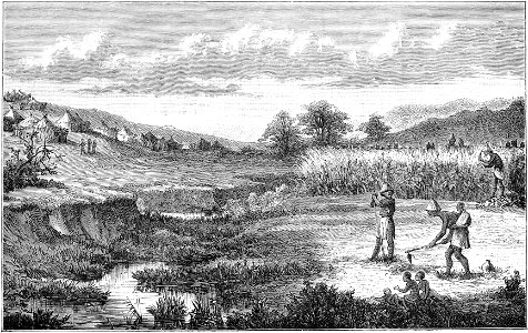 Seven Years in South Africa, page 116, Batlhaping agriculture
