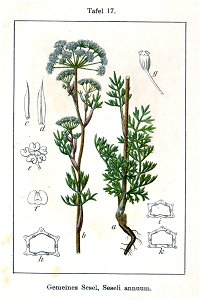 Seseli annuum Sturm17