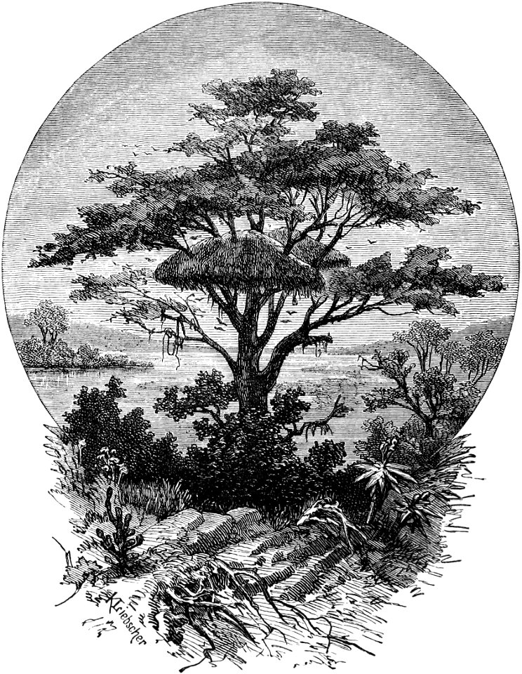 Seven Years in South Africa, page 284, nest of weaver birds