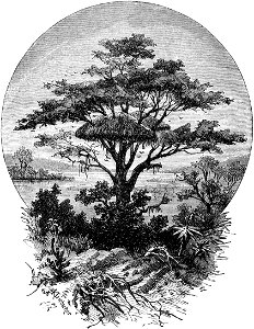 Seven Years in South Africa, page 284, nest of weaver birds