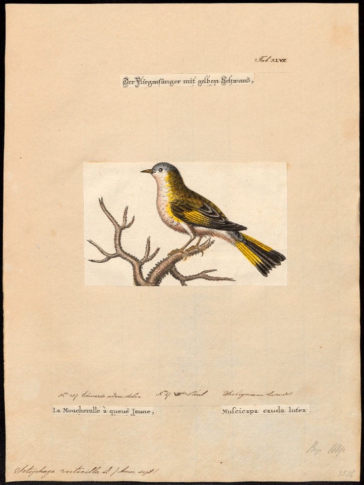 Setophaga ruticilla - 1700-1880 - Print - Iconographia Zoologica - Special Collections University of Amsterdam - UBA01 IZ16300069