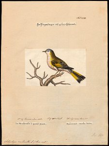 Setophaga ruticilla - 1700-1880 - Print - Iconographia Zoologica - Special Collections University of Amsterdam - UBA01 IZ16300069