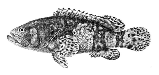 Serranus lanceolatus Ford 4. Free illustration for personal and commercial use.