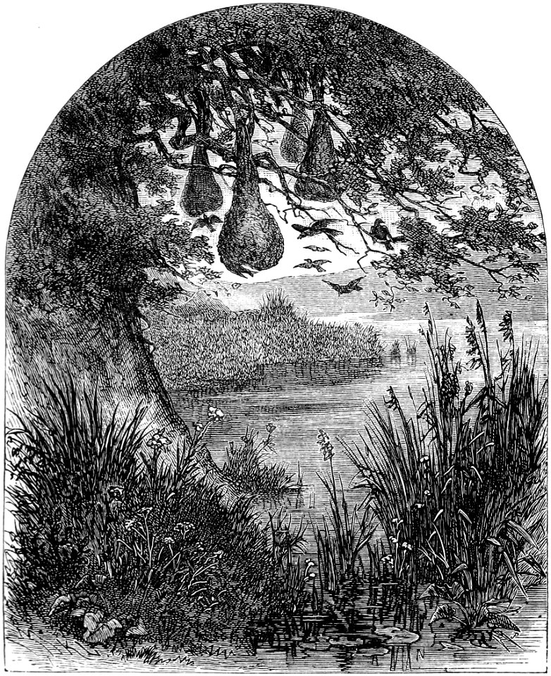 Seven Years in South Africa, page 123, nests of weaver birds