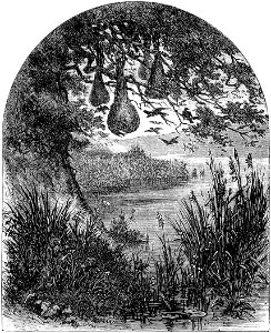 Seven Years in South Africa, page 123, nests of weaver birds