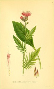 Serratula tinctoria001