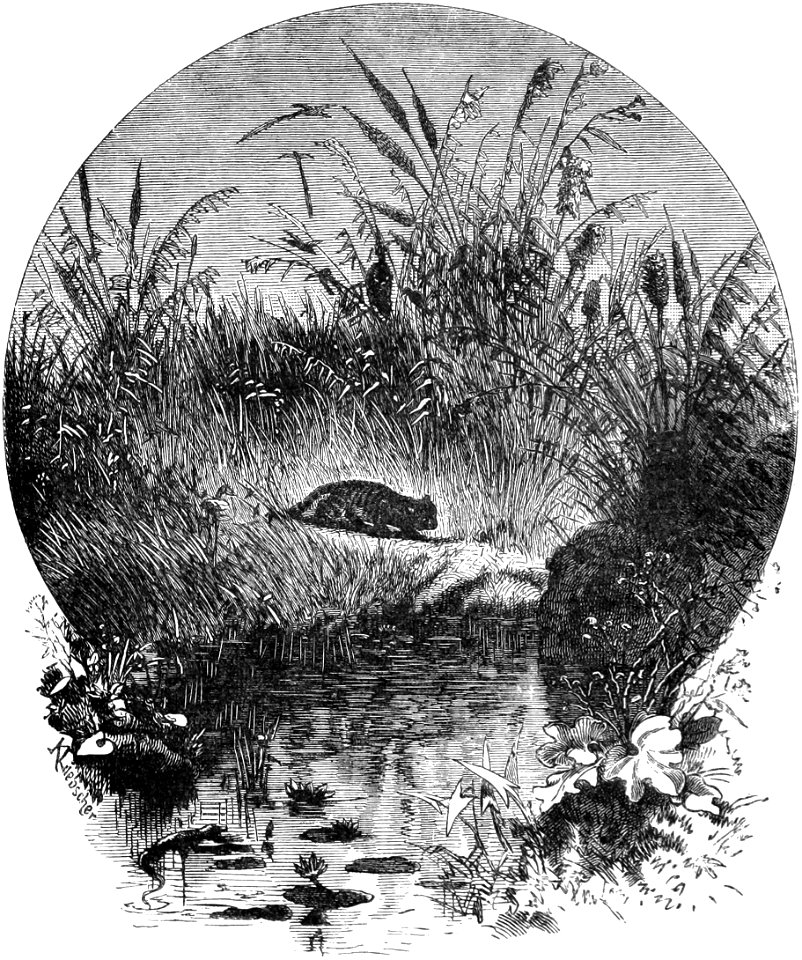 Seven Years in South Africa, page 024, on the banks of the Matebe rivulet